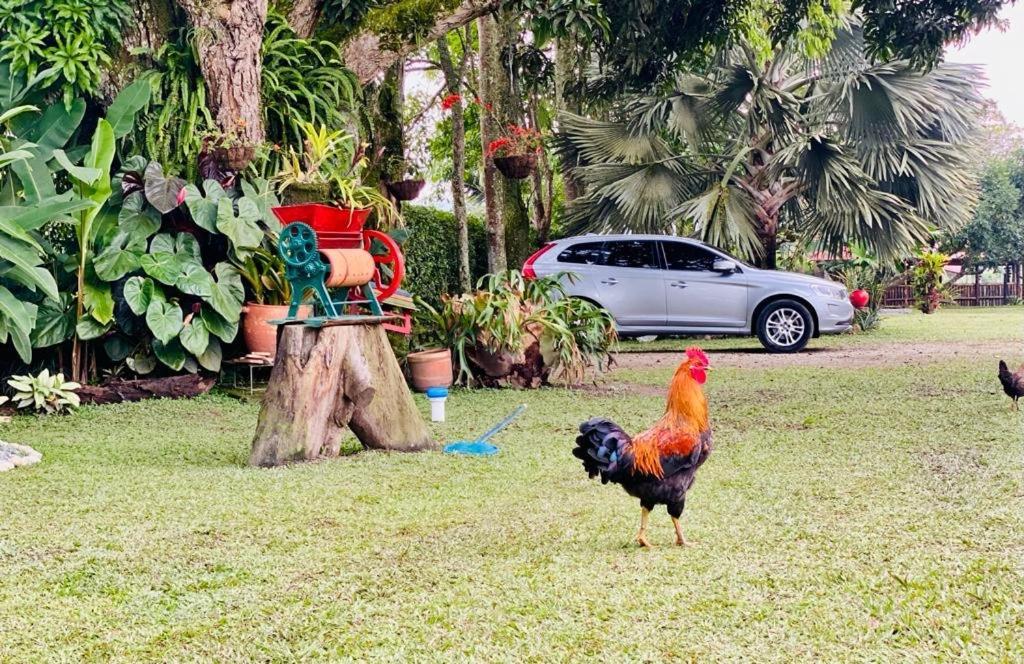 Finca Hotel El Laurel - Parque Del Cafe モンテネグロ エクステリア 写真